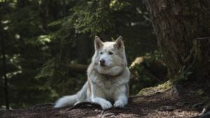 Un cane abbandonato sul ciglio della strada al gelo attende il ritorno del suo padrone