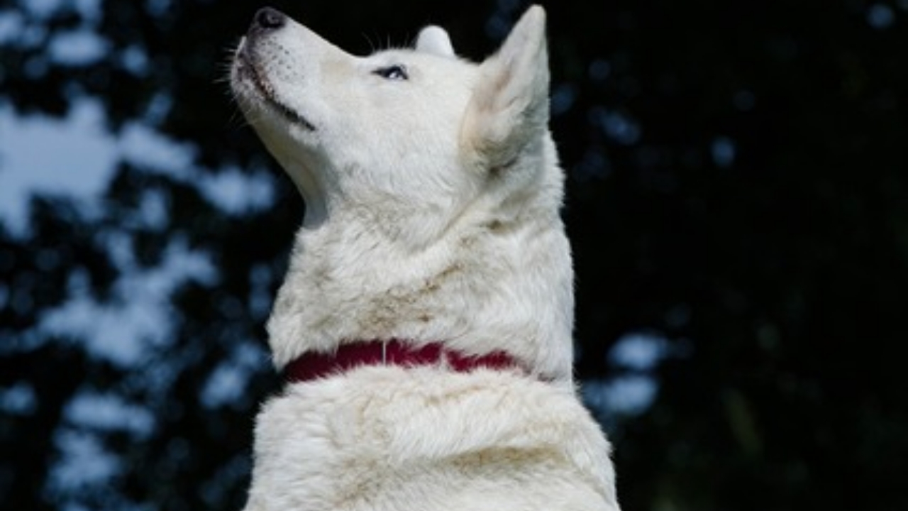 cane che guarda