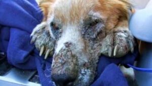 Cane randagio e malato socchiude gli occhi nel momento in cui capisce di essere finalmente al sicuro