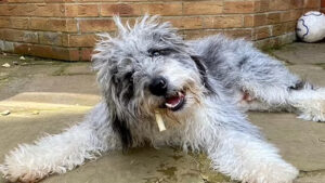 Mentre giocano con il bastone accade qualcosa di tremendo: la proprietaria di questo cane racconta la sua esperienza