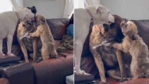 Che tenerezza! Questi cagnolini sanno come far sentire a proprio agio il loro fratellone (VIDEO)