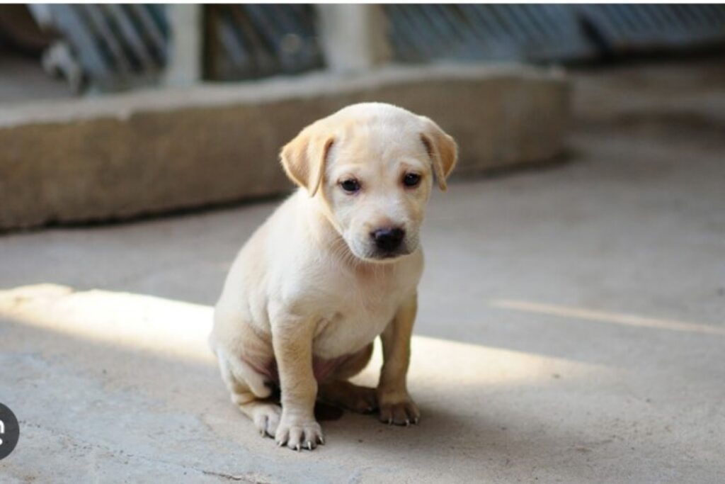 Che cosa significano i gesti dei cani