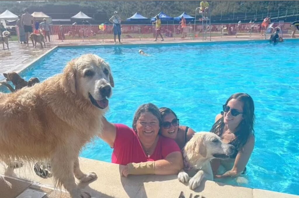 Cani si impossessano di una piscina