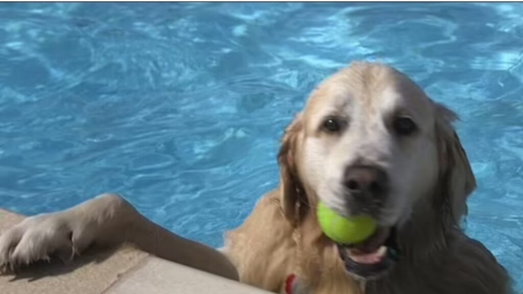 Cani si impossessano di una piscina