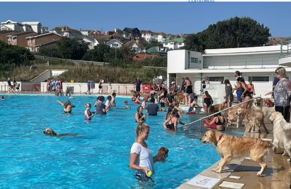 Cani si impossessano di una piscina