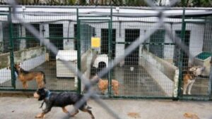 Donano all’associazione di protezione animali una casa da 150.000 euro: è grande festa!