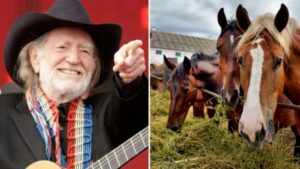 Willie Nelson ha salvato 70 cavalli da un macello per lasciarli vagare liberamente