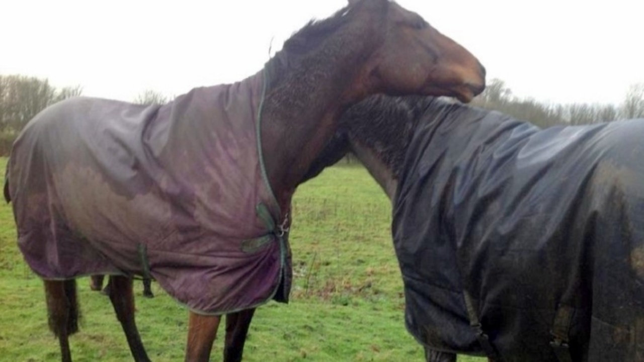 cavallo incontra amico