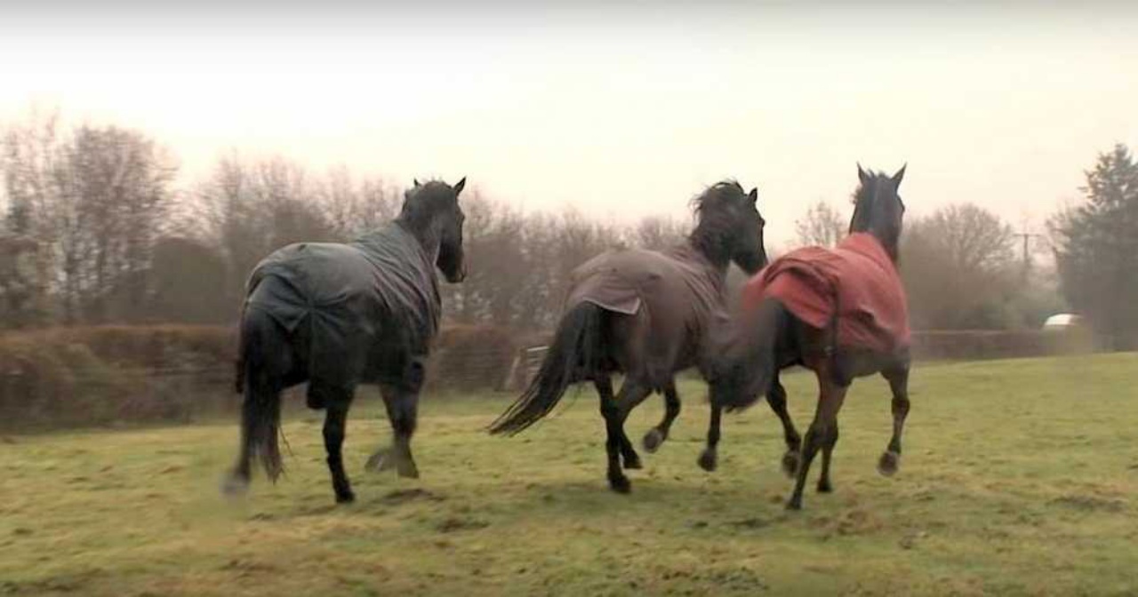 cavallo incontra corsa