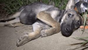 Cucciola con la pancia piena di vermi viene abbandonata sul ciglio della strada: la sua storia è davvero struggente