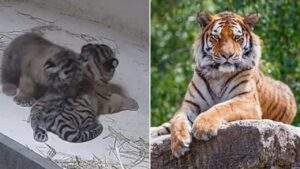 Doppia gioia: nascono due cuccioli di tigre siberiana nello zoo (VIDEO)