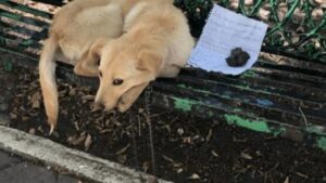 Cucciolo terrorizzato viene trovato abbandonato su una panchina con un biglietto straziante