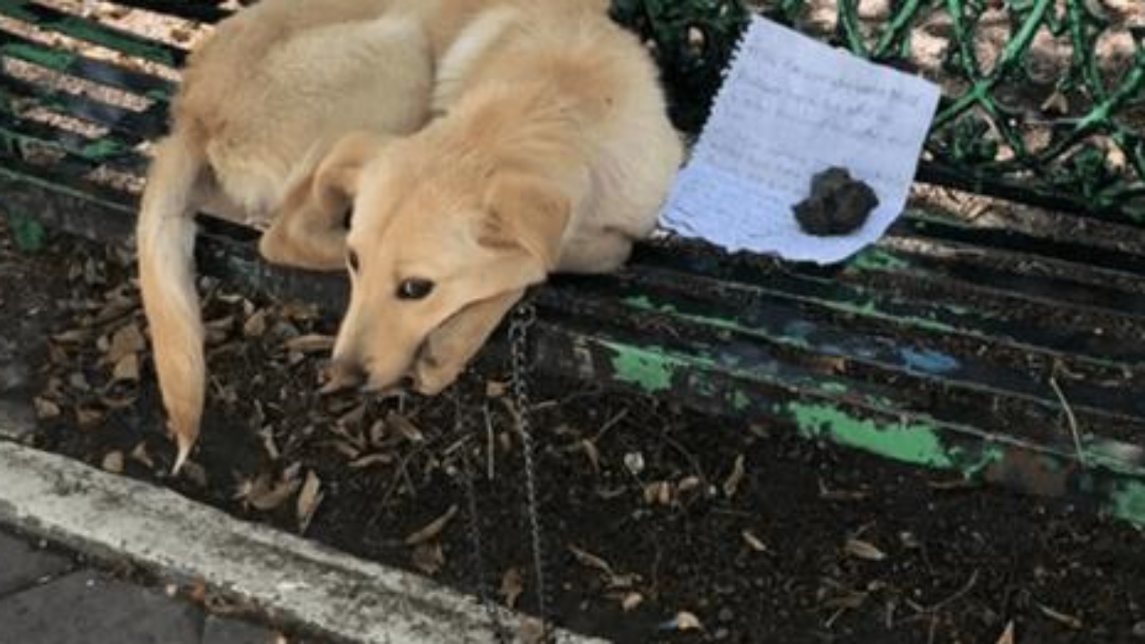 cucciolo su panchina