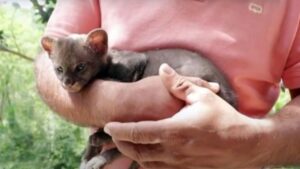 Un contadino salva un cucciolo di gatto dalla strada, ma in realtà è un altro animale