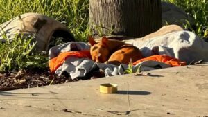 Cucciolo dorme in cantiere sperando che qualcuno lo salvi al più presto