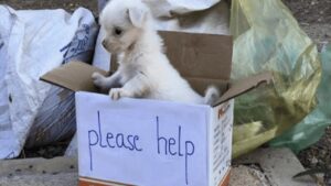 Cucciolo triste aspetta per ore di essere salvato dalla scatola in cui lo hanno abbandonato