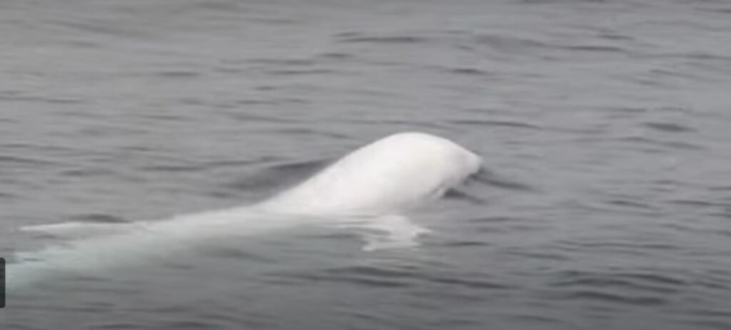 Avvistato un delfino albino