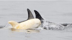 Avvistano un delfino albino nell’oceano e non credono che sia un animale reale