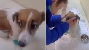 Cane spaventato, dopo il salvataggio crede di nuovo negli esseri umani