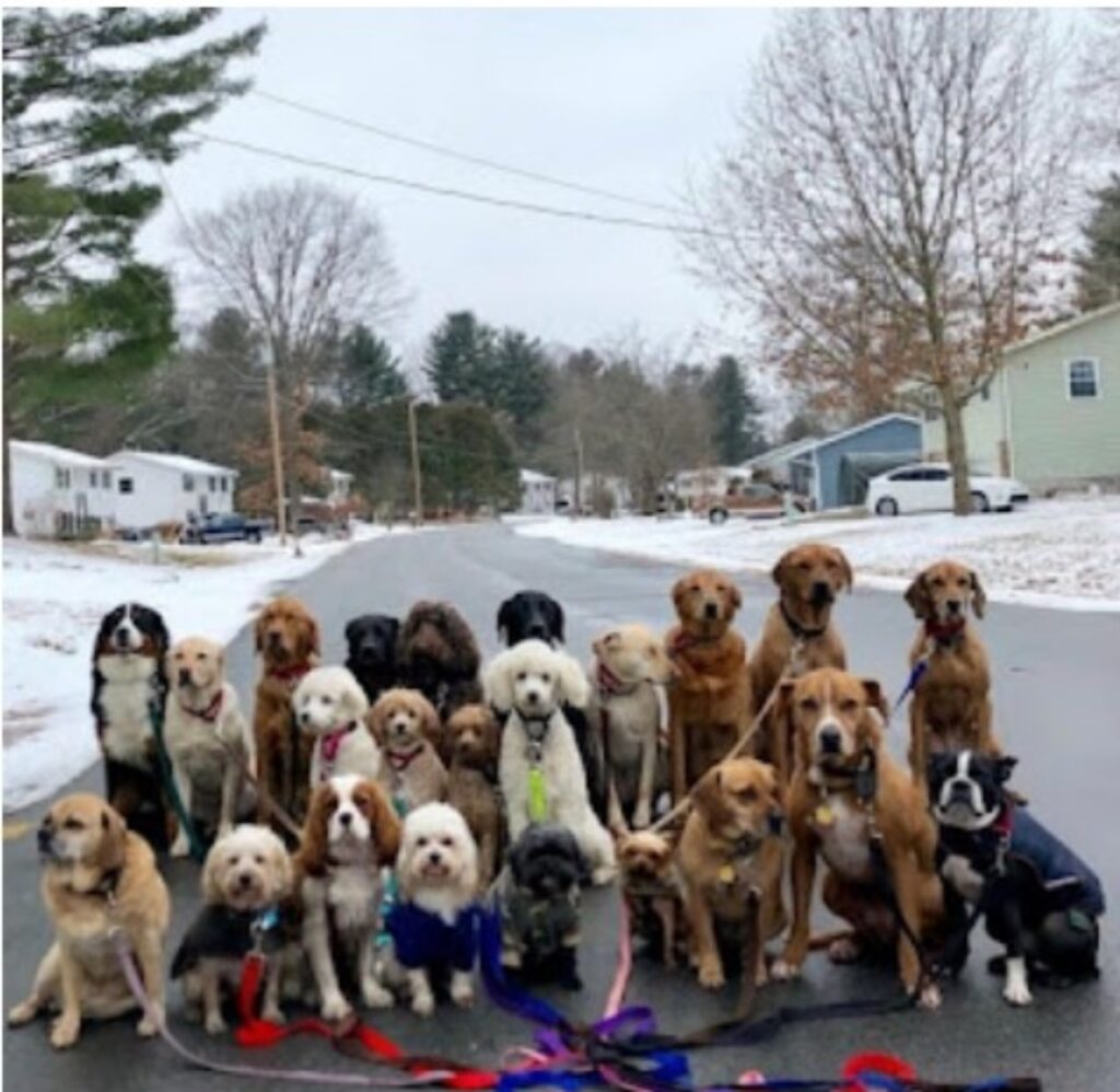 Dogsitter scatta delle foto ai suoi cuccioli