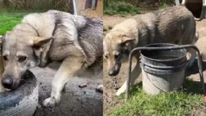 Il cane che per tutta la sua vita non ha conosciuto altro che dolore viene alla fine salvato e scopre l’amore (VIDEO)