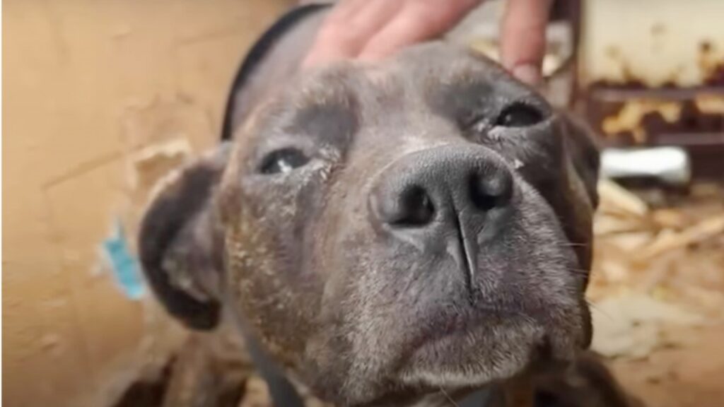 Donna ha fiducia nel suo cane