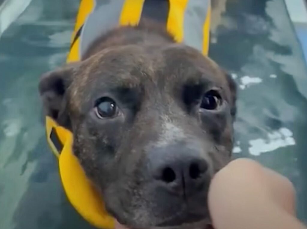 Donna ha fiducia nel suo cane