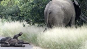 Cucciolo di elefante fa i capricci e la mamma non ci sta: conosciamo questo piccolo, ma grande, bebè