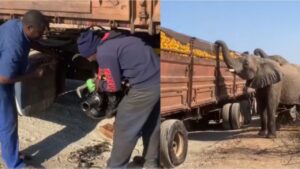 Un gruppo di elefanti ruba delle arance da un camion