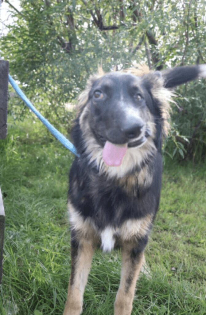 cane con faccia sfigurata