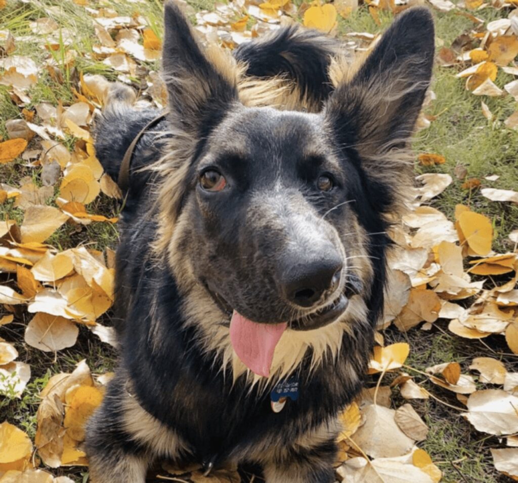 cane con faccia sfigurata