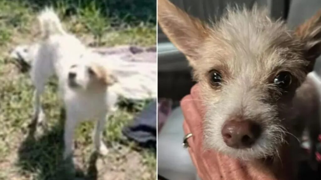 cane abbandonato dalla famiglia