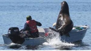 Un Leone marino sale su una barca e quasi si ribalta, andiamo a vedere cosa è successo