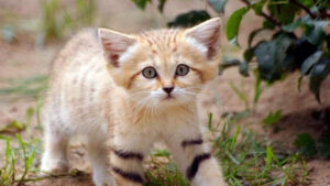 Il Gatto delle Sabbie: il piccolo re del deserto