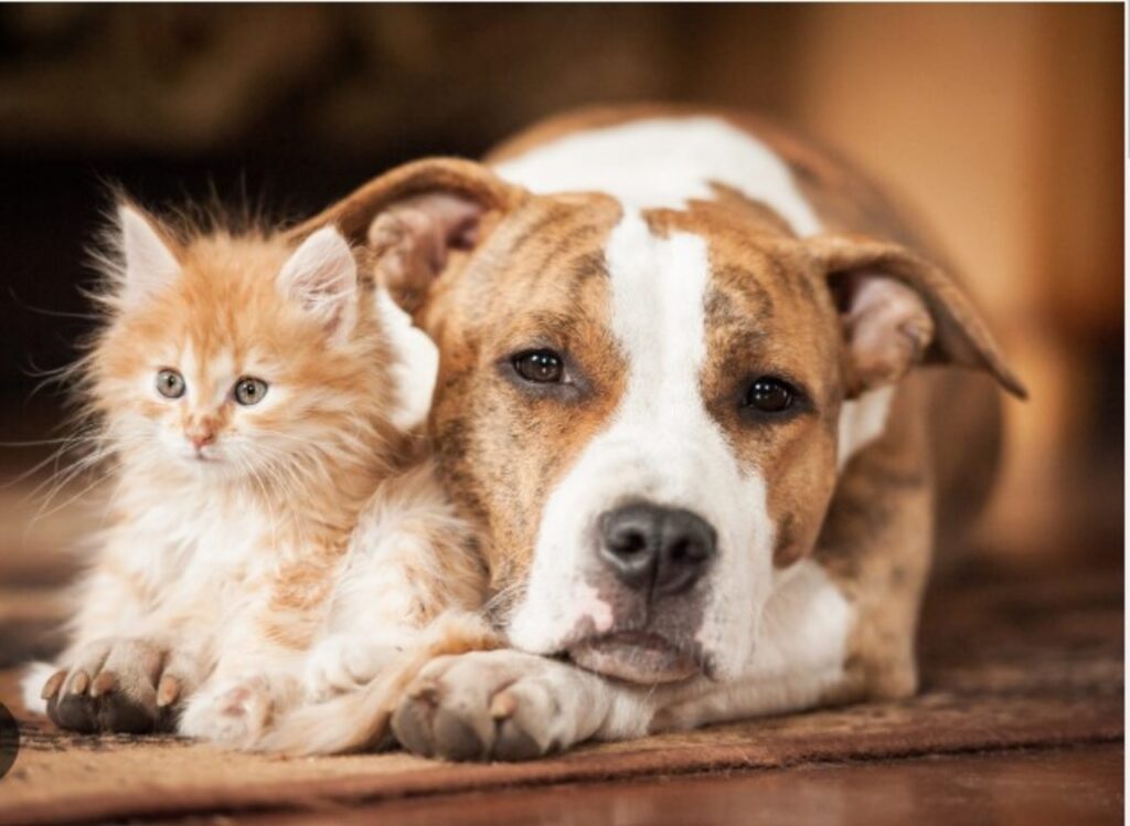 Gatto e cane stringono amicizia