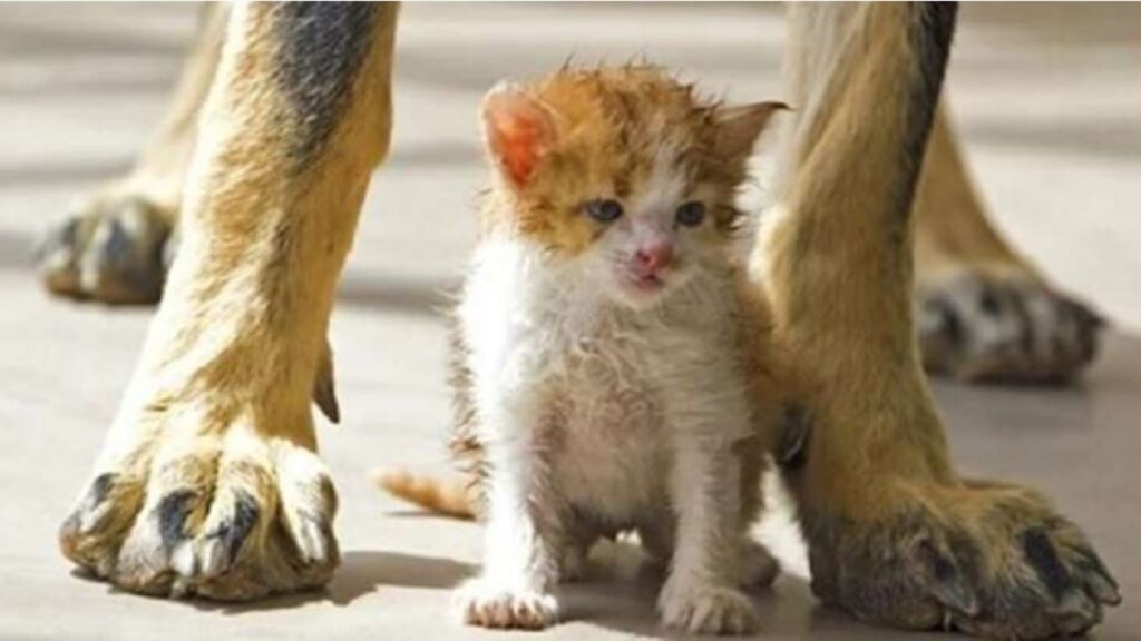 Gatto e cane stringono amicizia