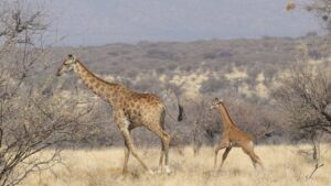 Giraffa senza macchie avvistata per la prima volta in Africa