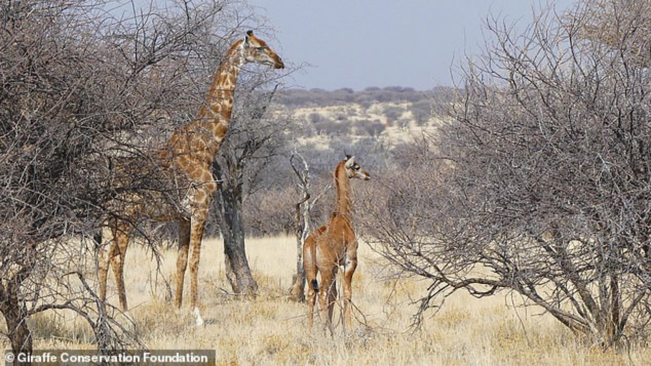 giraffa senza macchie foresta