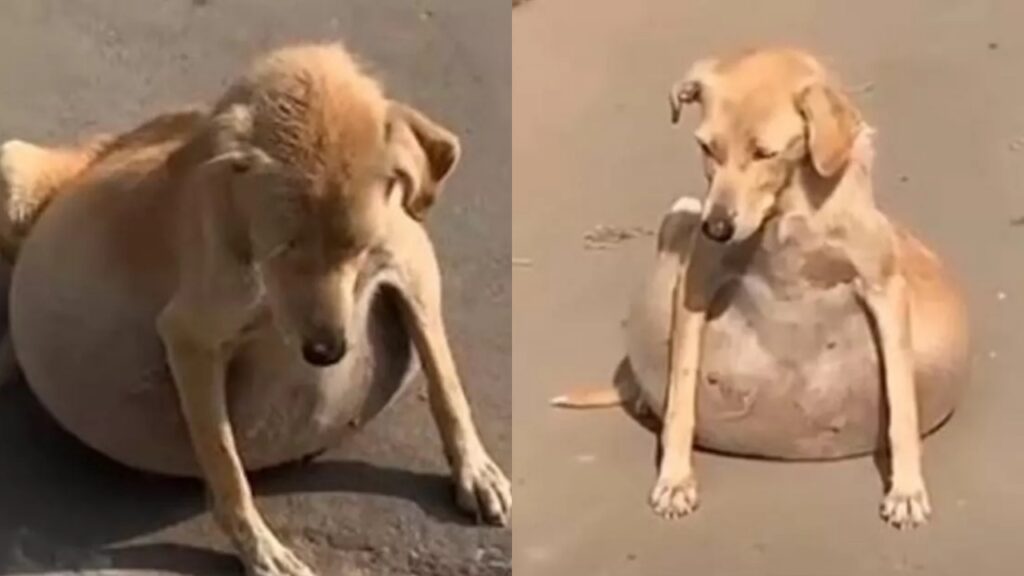 cane con ventre molto gonfio