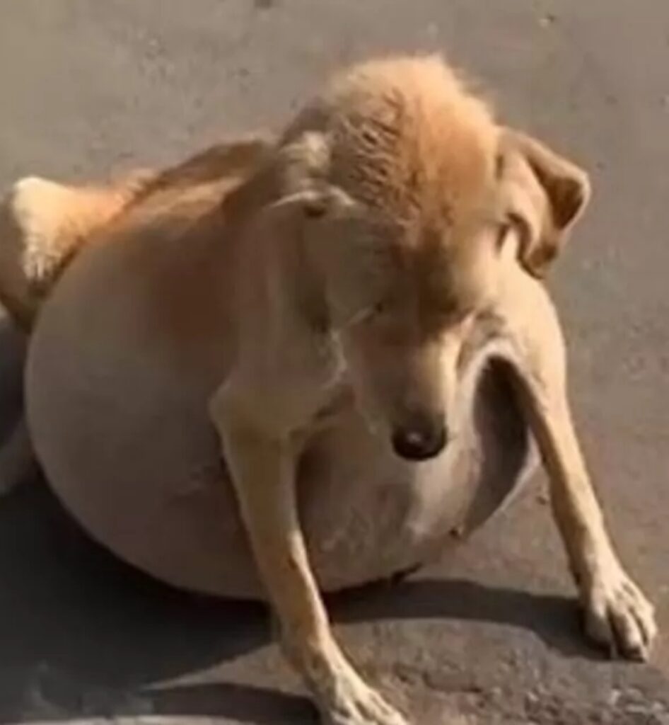 cane con ventre molto gonfio