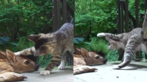 L’inaspettato incontro di un gatto con un cucciolo di cervo (VIDEO)