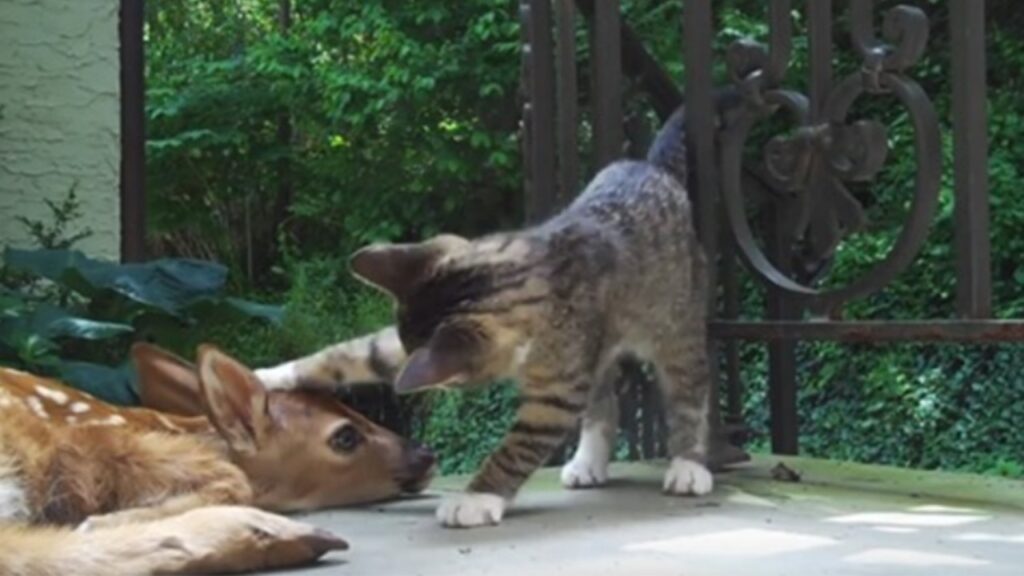 gatto incontra un cervo