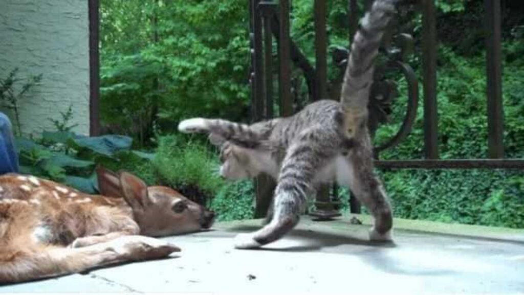 gatto incontra un cervo