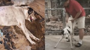 Un cane che è stato investito ha lottato con tutte le sue forze per sopravvivere