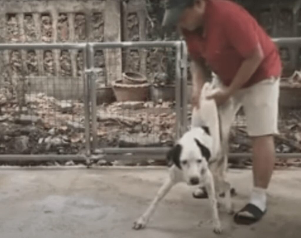 cane che si allena per tornare a camminare