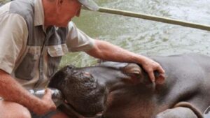 Diciotto anni fa, un uomo salvò un ippopotamo. L’animale lo ripagò con la sua devozione