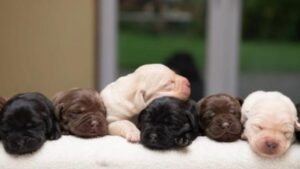 Labrador Retriever dà alla luce una cucciolata unica e rara