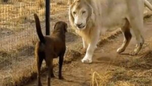 Un Labrador migliore amico di un Leone bianco? Ebbene sì, è possibile