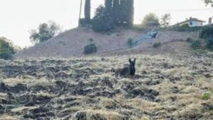 Lo avvistarono su una collina, pensarono fosse uno strano animale, invece era un cane bisognoso di aiuto