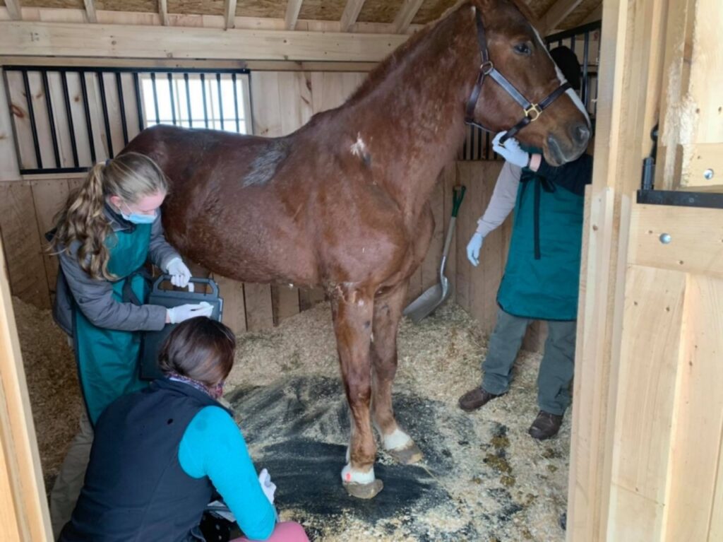 cavallo nella stalla